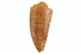 Serrated, Raptor Tooth - Kem Kem Beds, Morocco #86024-1
